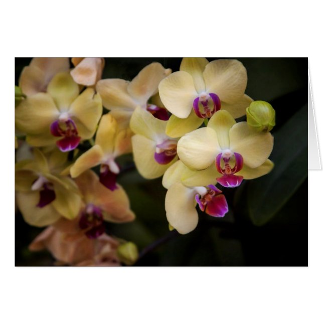 Orquídeas de rosa y amarillo (Anverso (Horizontal))