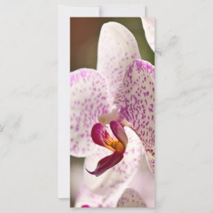 orquídeas de Shirley Taylor