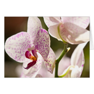 orquídeas de Shirley Taylor