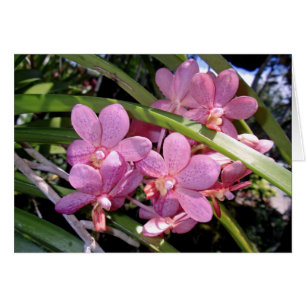 Orquídeas de Vanda
