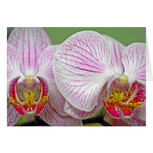 Orquídeas en flor (Anverso (Horizontal))