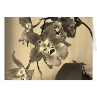 orquídeas en tono de la sepia
