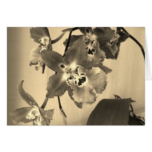 orquídeas en tono de la sepia (Anverso (Horizontal))
