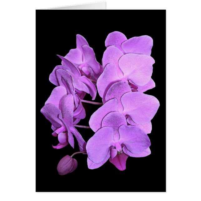 orquídeas (estilo del fresco) (Frente)