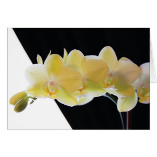 Orquídeas hermosas de la mañana