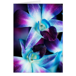 Orquídeas modificadas para requisitos particulare