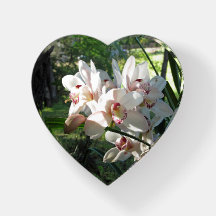 Orquídeas que florecen en el pisapapeles de la