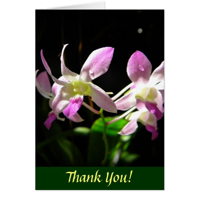 Orquídeas rosas (Frente)