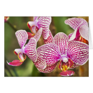 Orquídeas rosas