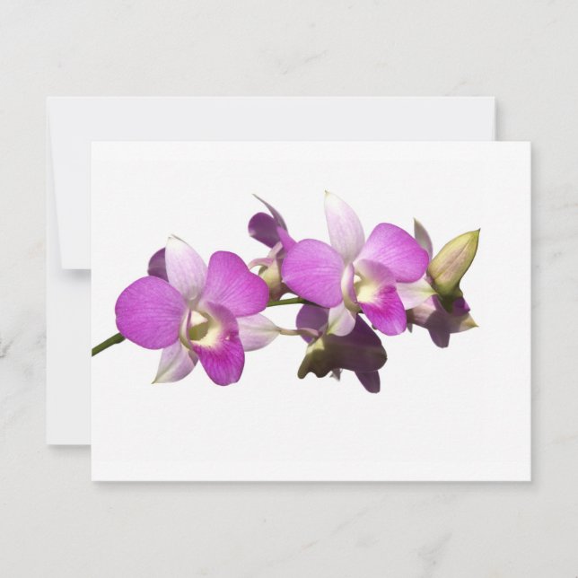 Orquídeas rosas (Anverso)