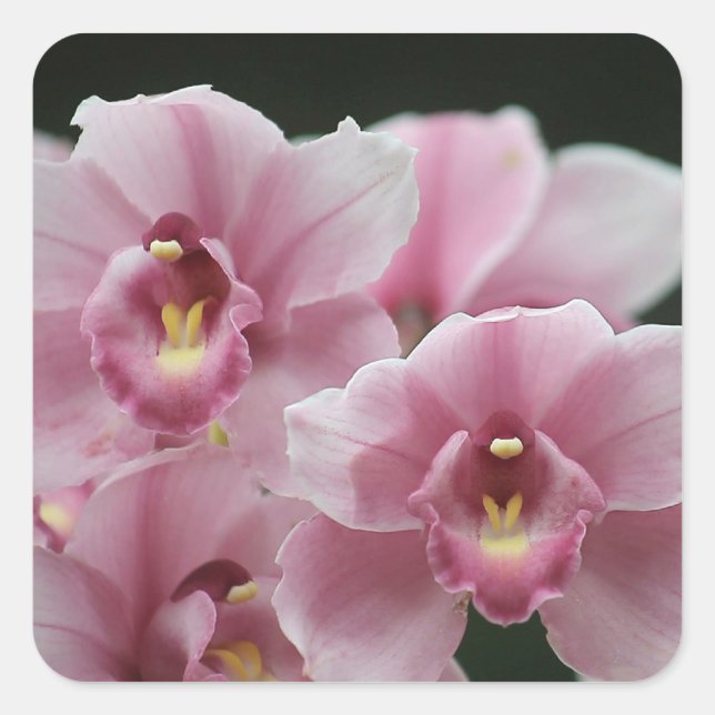 orquídeas rosas cierran pegatinas cuadrados (Anverso)