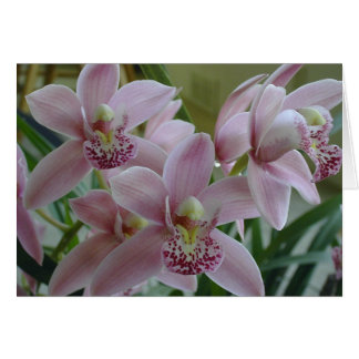 Orquides De Cimbidio Rosa