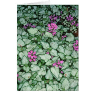Ortiga muerta rosada, (Lamium Maculatum) flores