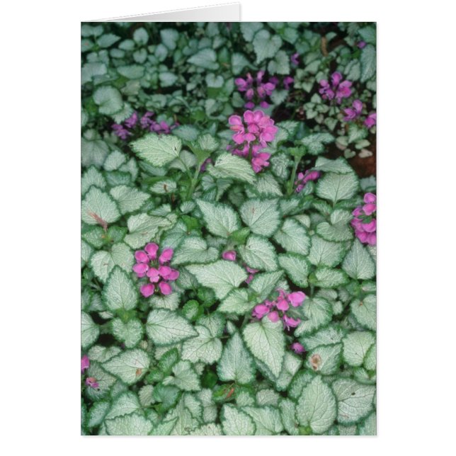 Ortiga muerta rosada, (Lamium Maculatum) flores (Frente)