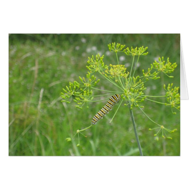 oruga (Anverso (Horizontal))