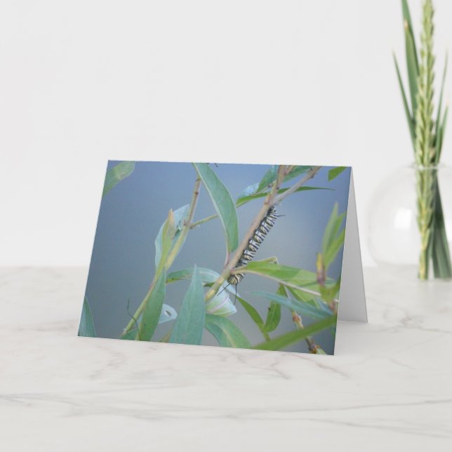 "Oruga Monarca #2" Tarjeta de Pascua (Anverso)
