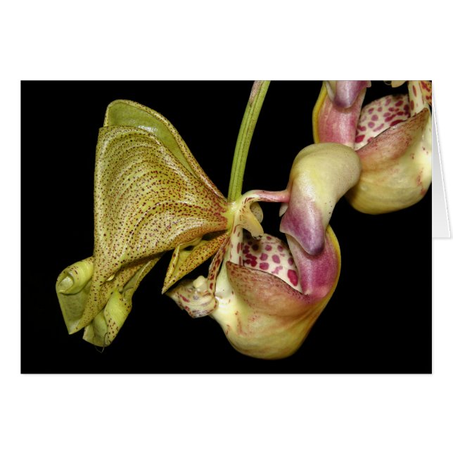 OSA: Coryanthes horichiana (Anverso (Horizontal))