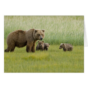 Osa de oso pardo de Alaska y tres crías, Ursus