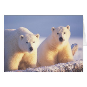 Osa de oso polar con cría en el hielo del paquete