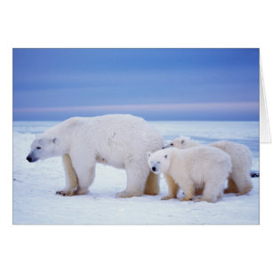 Osa de oso polar con crías