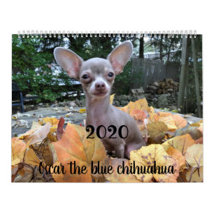 Óscar 2019 el calendario azul de la chihuahua