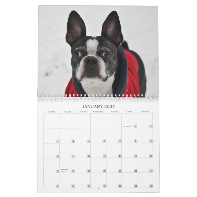 Óscar el calendario de Boston Terrier 2013 (Jan 2027)