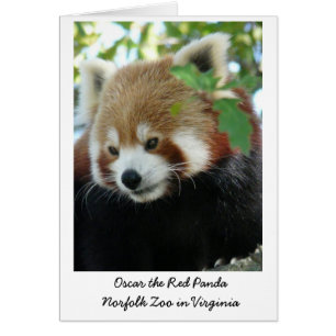 Oscar el Panda Rojo