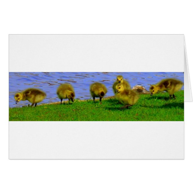 oscilación (Anverso (Horizontal))