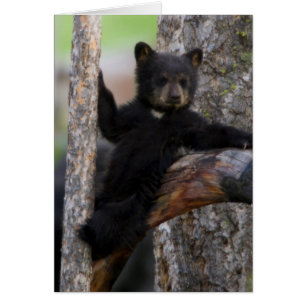 Osezno de osos negros descansando