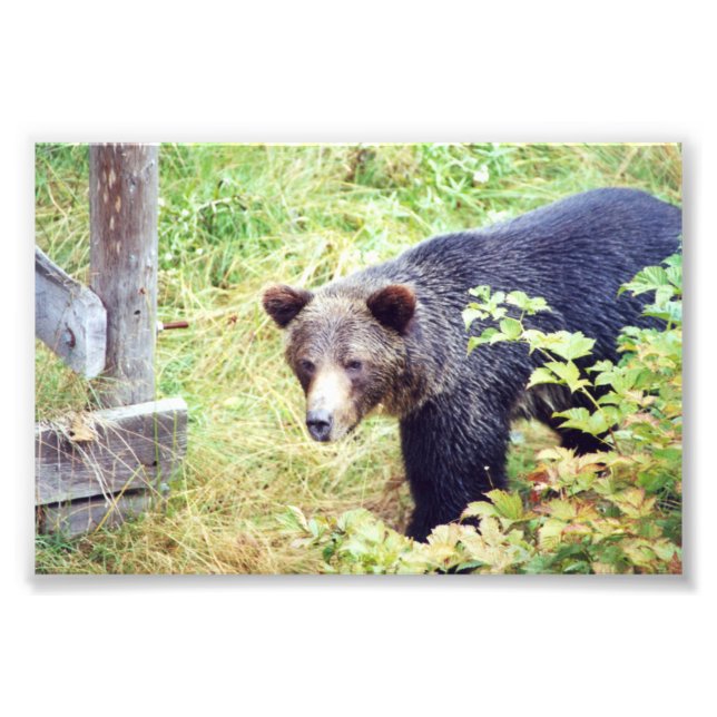 Ositos grizzly de foto 6x4 (Frente)