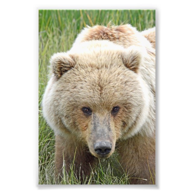 Ositos grizzly de foto 6x4 (Frente)