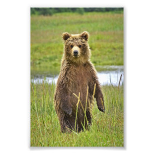 Ositos grizzly de foto 6x4
