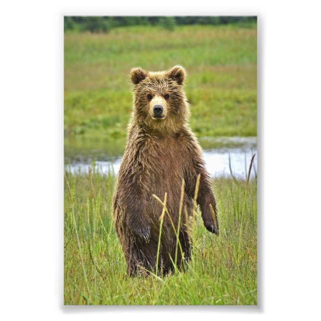 Ositos grizzly de foto 6x4 (Frente)
