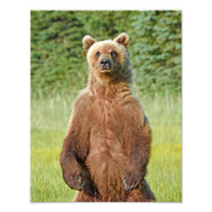 Ositos grizzly de foto 6x4