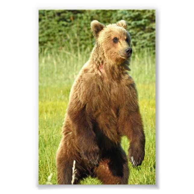 Ositos grizzly de foto 6x4 (Frente)