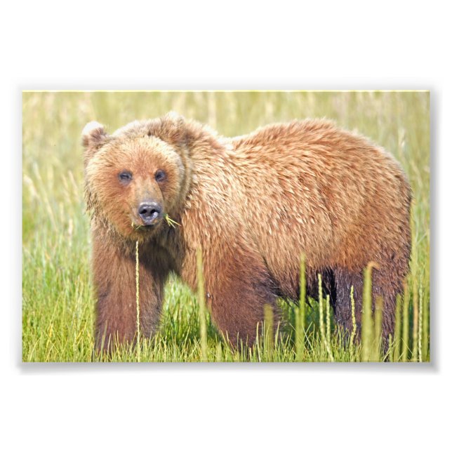 Ositos grizzly de foto 6x4 (Frente)