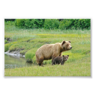Ositos grizzly de fotos 4x6