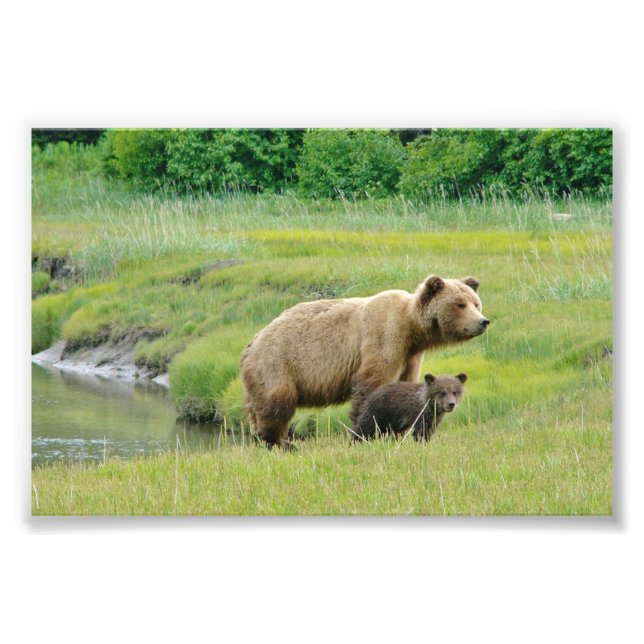 Ositos grizzly de fotos 4x6 (Frente)