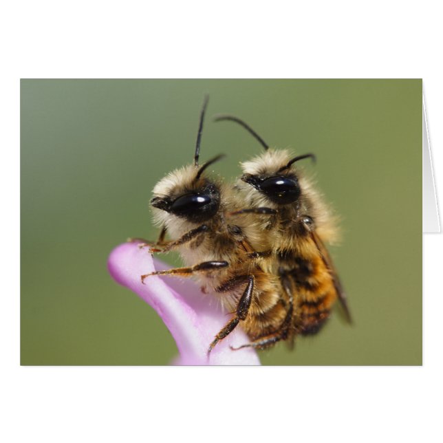 Osmia bicornis (Anverso (Horizontal))