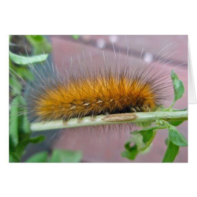 Oso Amarillo oruga Elementos de la Moda del Tigre  (Anverso (Horizontal))