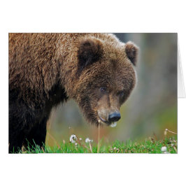 Oso de Brown de Alaska que come el diente de león