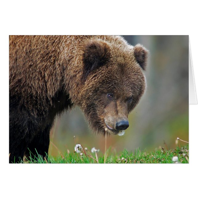 Oso de Brown de Alaska que come el diente de león (Anverso (Horizontal))