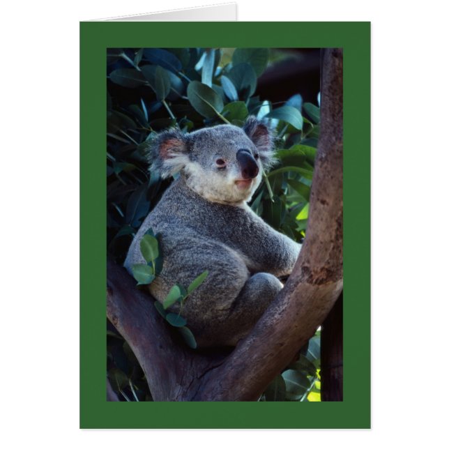 Oso de koala (Frente)