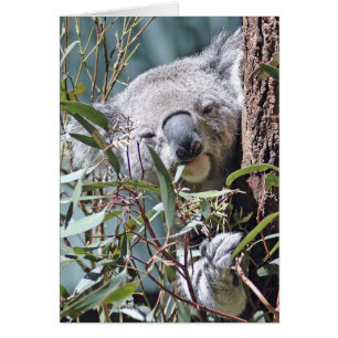 Oso de Koala