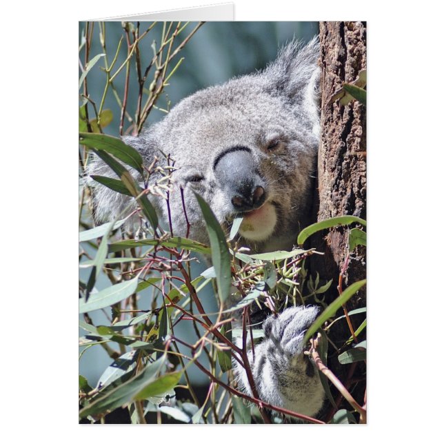 Oso de Koala (Frente)