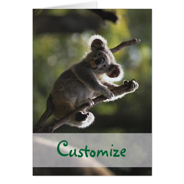 Oso de Koala Absolutamente Adorable (Frente)