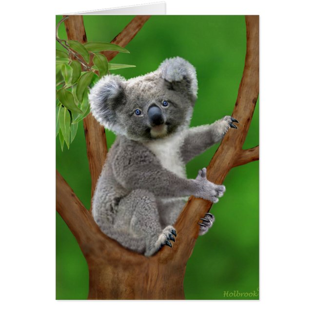 Oso de koala de ojos azules del bebé (Frente)