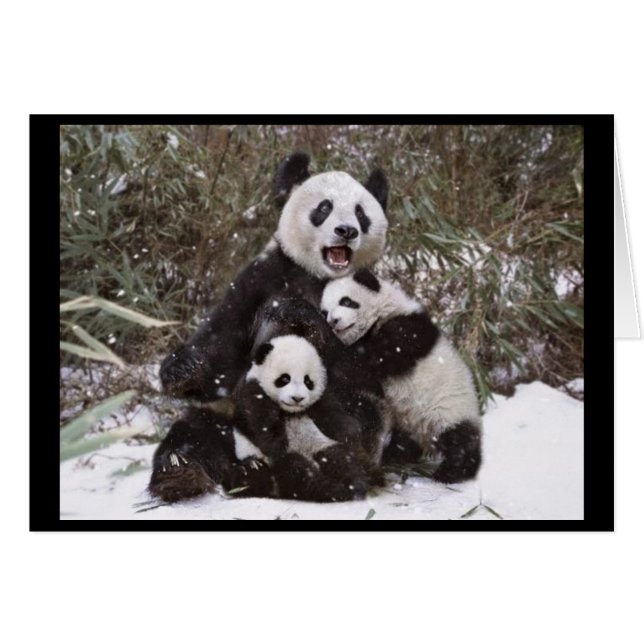 Oso de panda (Anverso (Horizontal))