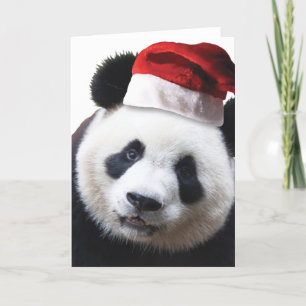 Oso de panda del navidad