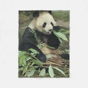 Oso de panda lindo que come la manta del paño